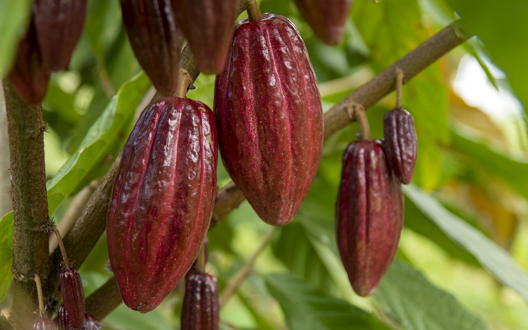 Cacao crop in Ghanaian farming conditions