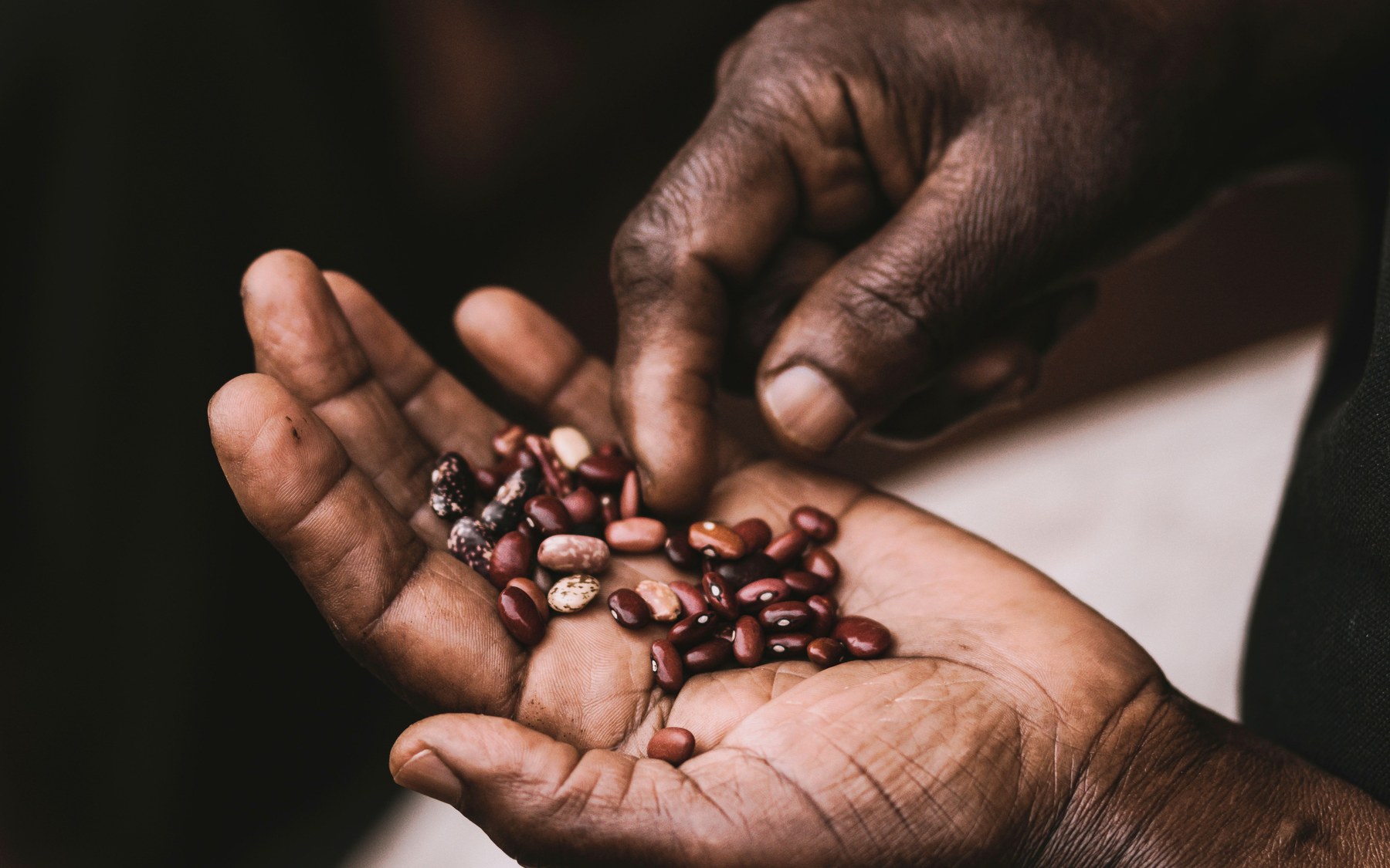 Farmer holding crop seeds for planting