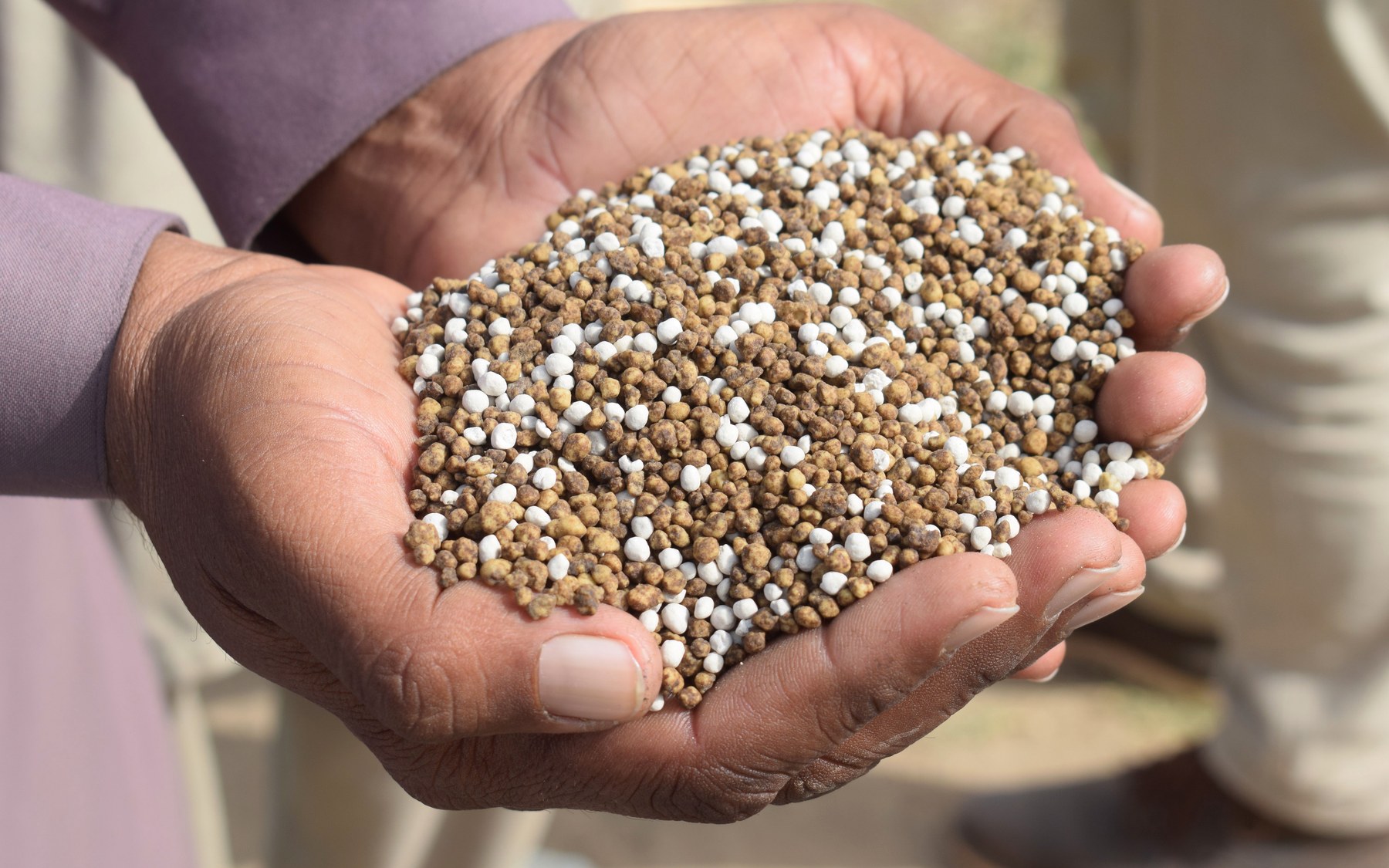 Hands holding grain for local agricultural supply