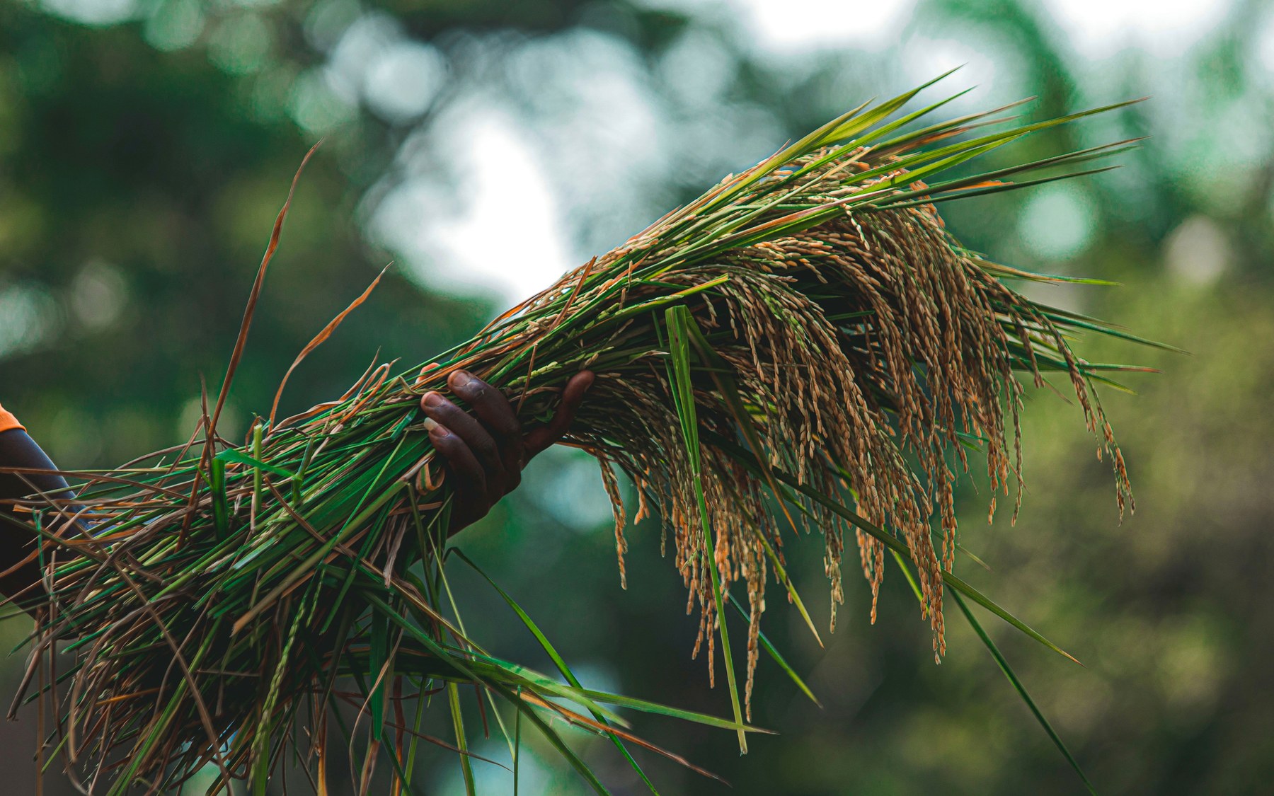 Harvested rice crop in hand